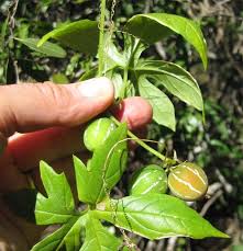 Image result for Diplocyclos