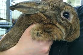 Zooplus has everything you need to care for your rabbit, from food and snacks to hutches and runs. City Council Votes To Ban Sale Of Rabbits At Pet Shops Civic Center New York Dnainfo