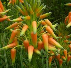 Image result for Aloe cooperi