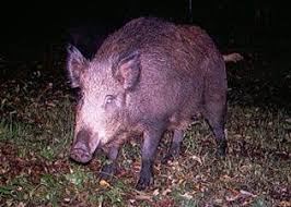 Come enjoy live music and sports with the family! Eurasian Boar Nys Dept Of Environmental Conservation