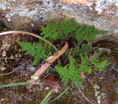 Image result for Cheilanthes botswanae