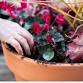 Winter to spring potted container. event image