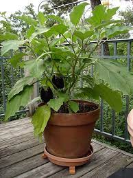 Eggplant Plants Are Large And Grow Well In Containers Stake The Stems To Suppor Growing Eggplant Growing Tomatoes In Containers Container Gardening Vegetables