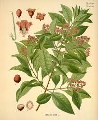 Image result for Marsdenia exellii