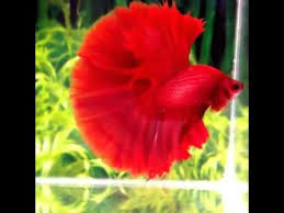 The image used above is for illustration purposes only. Red Full Moon Fighter Fish Youtube
