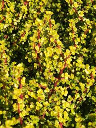 Image result for Acacia afra