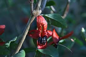 Image result for Ruttya fruticosa