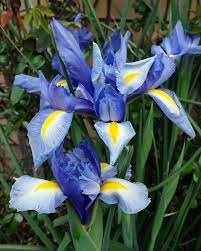Iris Flowers And Plants Meaning Facts Pictures Florgeous Iris Flowers Types Of Flowers Plants