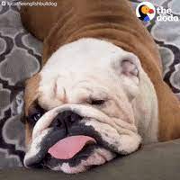 Maybe you would like to learn more about one of these? Bulldog Gifs Get The Best Gif On Giphy