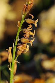 Image result for Dipcadi brevifolium