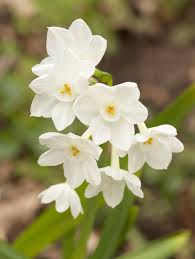 Find Out Your Birth Month Flower And The Meaning Behind It Birth Month Flowers Month Flowers Paperwhite Flowers