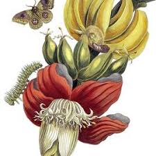 Image result for Streptocarpus glandulosissimus