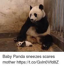 Baby Panda Sneezes Scares Mother Httpstcogxln0vfd8z Meme On Esmemes Com