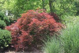 Japanese Maples Hickory Hollow Nursery And Garden Center Japanese Maple Plants Garden Center