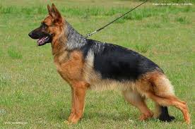 Advice from breed experts to make a safe choice. Sg Cuba Libre Lotta German Shepherd Puppies Cuba Libre Breeds