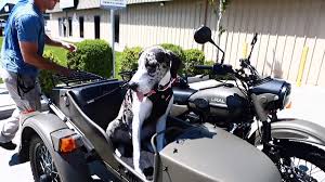 She likes to be pet and is such a sweet girl! The Sacramento Bee On Twitter Cute Video Meet Waffles Modesto S Motorcycle Riding Dog Https T Co Jjnevptaos Pets Funnyvideo Dogs Dogsarefamily Https T Co H1nckk7mb4