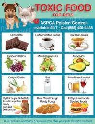 Pin By Praneeti Baghel On Clementine And Vi In 2020 Dangerous Foods For Dogs Foods Dogs Can Eat Dog Food Recipes