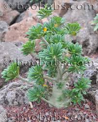 Image result for Dorstenia buchananii