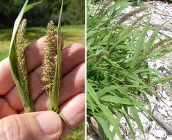 Image result for Setaria verticillata