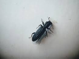 Image result for Coleus psammophilus