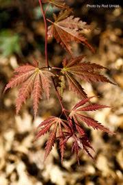 Image result for Shira Red 2014 S1