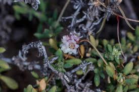 Image result for Cuscuta planiflora