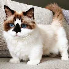 Makanan kucing ini biasanya hewan hewan kecil seperti katak, mamalia kecil, burung dan bahkan ular. 15 Baka Kucing Comel Yang Anda Patut Tahu Fanatik Kucing