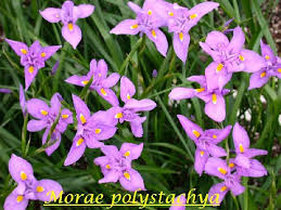 Image result for Moraea natalensis