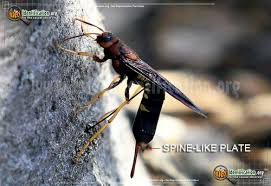 Stinging insects like bees and wasps sting with an ovipositor that is modified for defensive purposes. Pigeon Tremex Tremex Columba