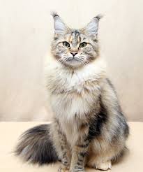 Maine coons are one of the few breeds that are native to north america. Sarajen Maine Coon Cats For Sale Maine Coon Kittens