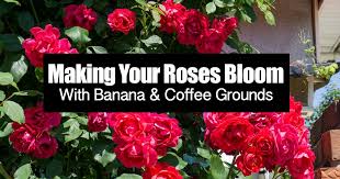 are coffee grounds good for roses and
