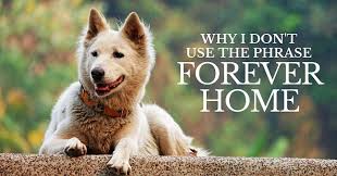 Why I Don T Use The Phrase Forever Home Thatmutt Com Cat Adoption Shelter Dogs Dog Cat