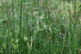 Image result for Pycreus polystachyos