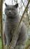 5 Things to Know About British Shorthairs