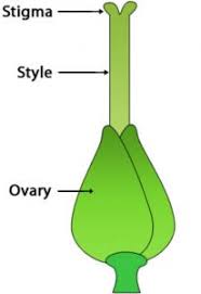 It is made up of the stigma, style, and ovary. Flowers Fruits And Seeds Class 6 Getting To Know Plants