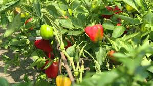 Then you'll heat the mixture. Ripe And Unripe Bell Pepper Stock Footage Video 100 Royalty Free 1021852777 Shutterstock