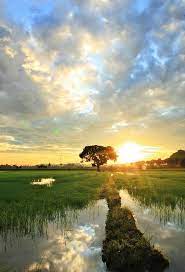 Bubu perangkap tikus & pemupukan padi sawah. Pin On I Love Trees