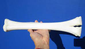Add to bag notify me. 15 Inches Long Genuine Camel Leg Bone For Sale For Carving Bone