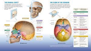 7 2 The Skull S 8 Cranial Bones Protect The Brain And Its 14 Facial Bones Form The Mouth Nose And Orbits Medical Knowledge Facial Bones Medical