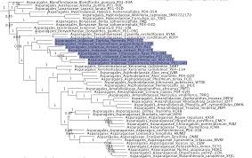 Image result for Zygotritonia