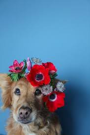 To celebrate march 8, of course! Dogs And Flowers Dog Flower Funny Animal Photos Cute Animals