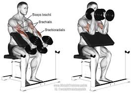 Hold a dumbbell in each hand using a neutral or hammer grip. Dumbbell Hammer Preacher Curl Exercise Instructions And Video Biceps Workout Biceps Arm Workout