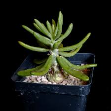 Image result for Albuca sp. no. 1