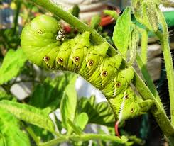 Worms on your tomaotes can. What Is Eating My Tomato Plant North Carolina Cooperative Extension