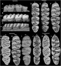 Vale do jequitinhonha · ufv participa de descrição de nova espécie e gênero de . A New Genus Of Oryzomyine Rodents Cricetidae Sigmodontinae With Three New Species From Montane Cloud Forests Western Andean Cordillera Of Colombia And Ecuador Abstract Europe Pmc