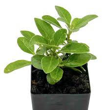 Image result for Withania