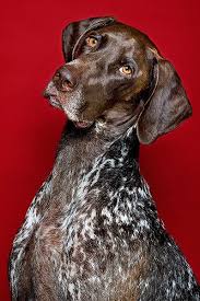 Chloe On Red Pointer Dog German Shorthaired Pointer Dogs