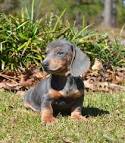 Puppies for Sale - Visit My Next Puppy in Chantilly ...
