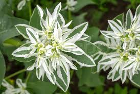 The white rhododendron is discussed later on in this post. Spiraea Alpine Spring Flower White Stock Image Colourbox