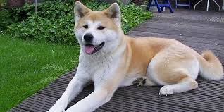 Add your names, share with friends. Japanese Dog Names 100 Awesome Names Definitions